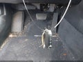 Photo 11 of 16 — 2022 Kia K5