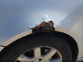 Photo 6 of 16 — 2009 Volkswagen Rabbit
