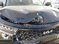Photo 6 of 16 — 2023 Kia Sorento