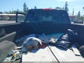 Photo 7 of 14 — 2009 GMC Sierra 3500 HD