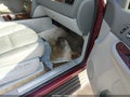 2007 Chevrolet Tahoe — photo 5 of 11 | VIN 1GNFC130X7R288805