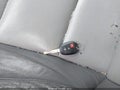 2015 Toyota RAV4 — photo 11 of 16 | VIN 2T3WFREV6FW167937
