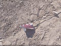 2004 Ford F-150 — photo 22 of 22 | VIN 1FTRX12W44NA07388