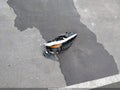 2024 Hyundai Elantra — photo 12 of 17 | VIN KMHLS4DG8RU812461