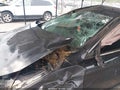 2013 Honda Accord — photo 6 of 16 | VIN 1HGCR2F31DA036684