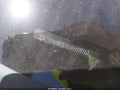 2024 Hyundai Tucson — photo 18 of 19 | VIN 5NMJB3DE6RH319762