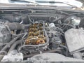 2011 Toyota Tacoma — photo 18 of 19 | VIN 5TFJX4GN1BX004223