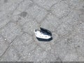 2021 Toyota Corolla — photo 12 of 17 | VIN JTDEPMAE3MJ177239