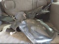 2005 Chevrolet Tahoe — photo 12 of 17 | VIN 1GNEK13T55R265891