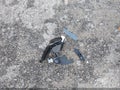 2001 Chevrolet Corvette — photo 12 of 17 | VIN 1G1YY32G615109793