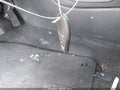 2015 Dodge Dart — photo 11 of 11 | VIN 1C3CDFBB0FD276820