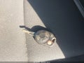 2010 Ford Escape — photo 11 of 11 | VIN 1FMCU9D7XAKC49985