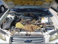 2003 Subaru Forester — photo 10 of 11 | VIN JF1SG65693H701314