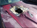 1981 Chevrolet Corvette — photo 12 of 12 | VIN 1G1AY8764B5101837