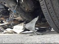 2020 Honda CR-V — photo 18 of 22 | VIN 2HKRW1H54LH416281
