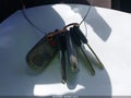 2005 Acura MDX — photo 11 of 11 | VIN 2HNYD18845H528922