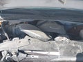 2007 Chevrolet Silverado 1500 — photo 10 of 11 | VIN 2GCEK13Z971158156