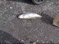 2016 Ford Fiesta — photo 11 of 16 | VIN 3FADP4BJ7GM130221