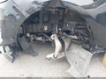 2025 Land Rover Range Rover Sport — photo 20 of 21 | VIN SAL1L9E40SA459899