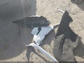 2023 Dodge Durango — photo 12 of 19 | VIN 1C4SDJCT9PC550802