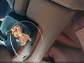 2002 Volkswagen Eurovan — photo 11 of 16 | VIN WV2NB47082H002307