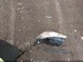 2009 Hyundai Elantra — photo 12 of 17 | VIN KMHDU46D29U823733