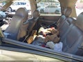 2004 Chevrolet Tahoe — photo 8 of 11 | VIN 1GNEK13T74R287759
