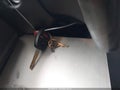 2009 Honda Civic — photo 11 of 16 | VIN 2HGFA16609H336380