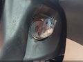 2007 Mitsubishi Outlander — photo 11 of 16 | VIN JA4MS31X67Z005549