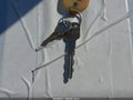 2001 Chevrolet Malibu — photo 11 of 12 | VIN 1G1ND52J31M647637