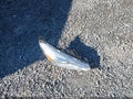 2016 Ford Focus — photo 12 of 17 | VIN 1FADP3F20GL345289