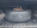 Photo 12 of 17 — 2005 Dodge Ram 2500