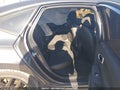 Photo 8 of 19 — 2022 Honda Civic