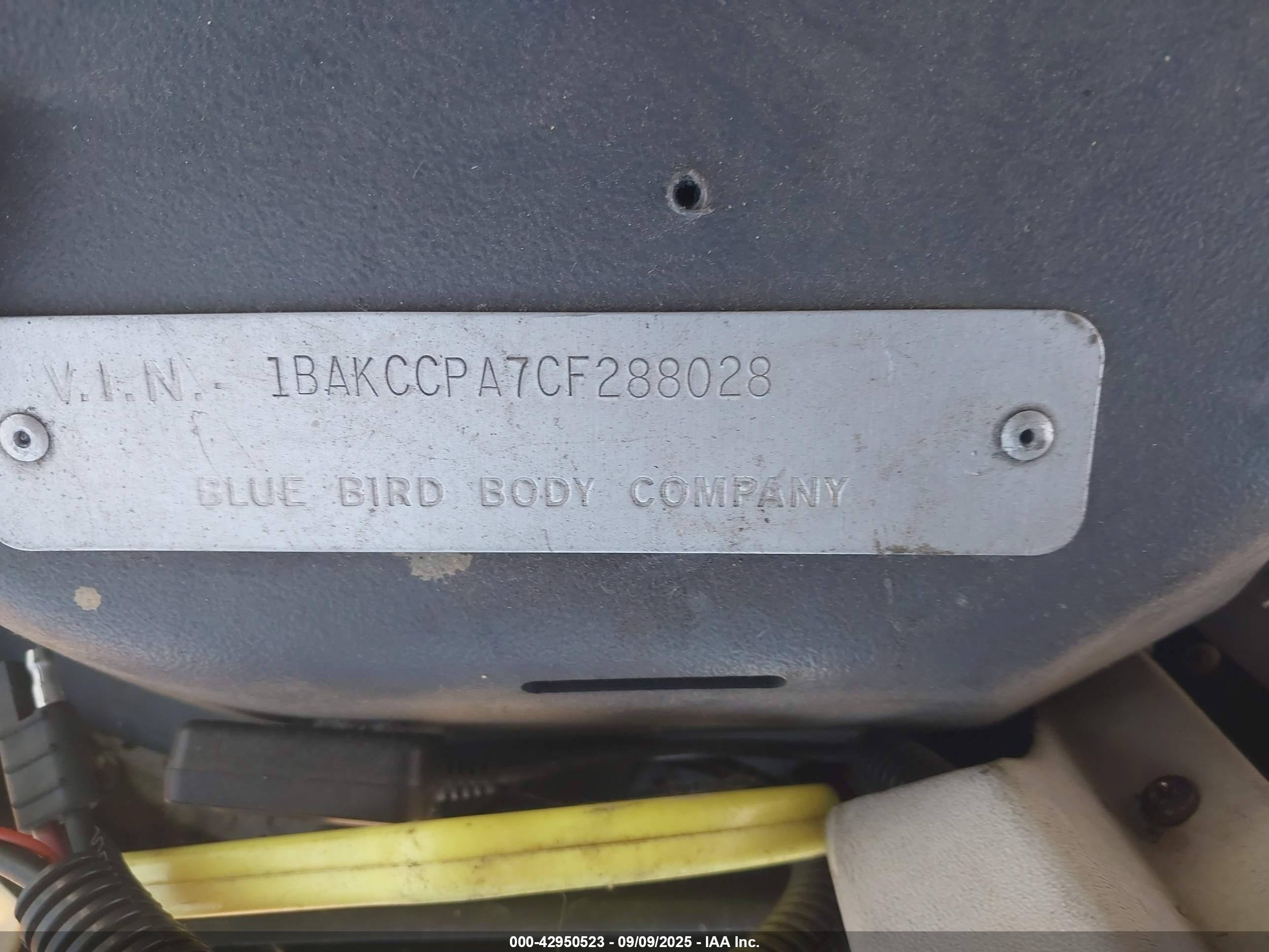BLUE BIRD image 9