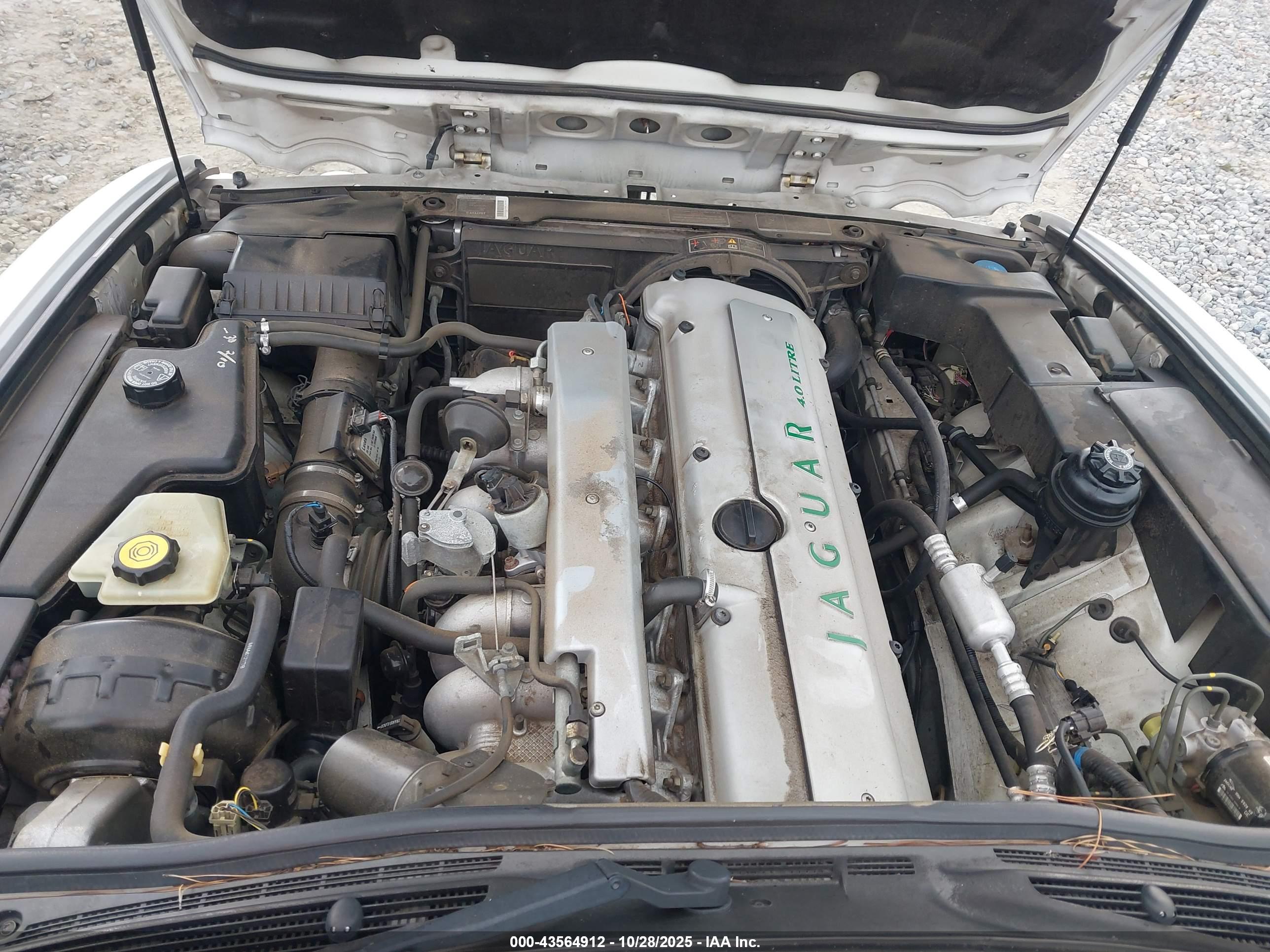 JAGUAR VANDENPLAS image 10